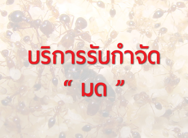 รับกำจัดปลวก