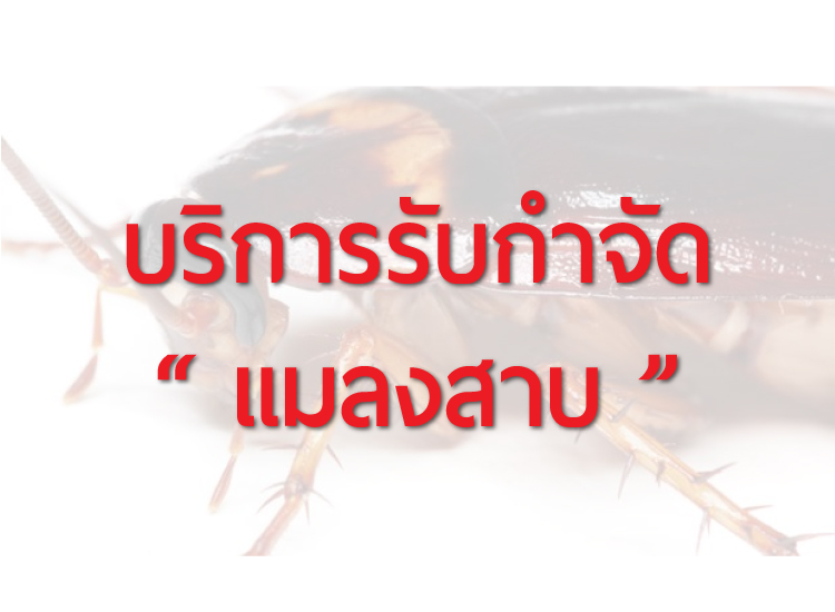 รับกำจัดปลวก