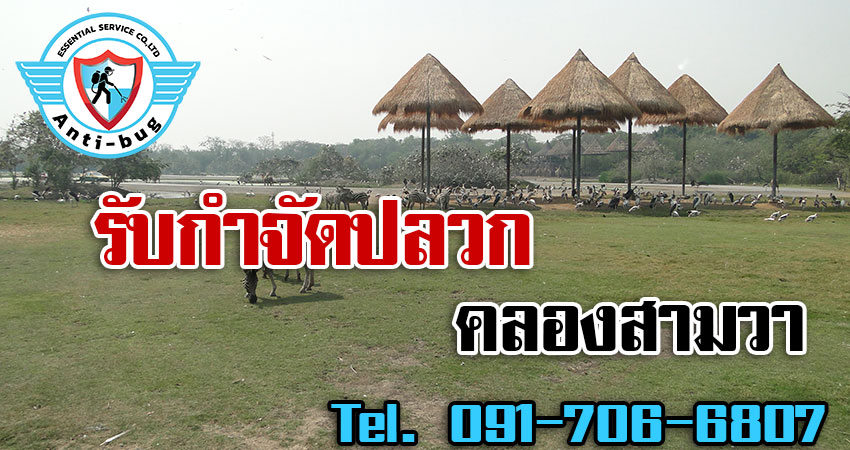 รับกำจัดปลวก