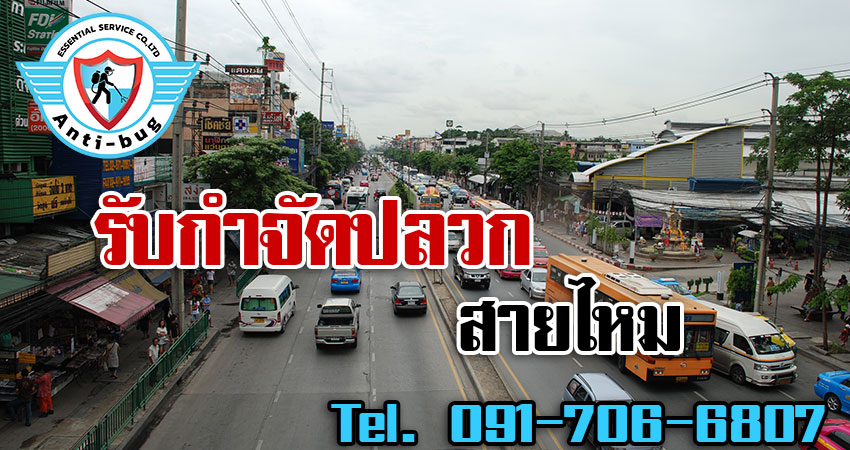 รับกำจัดปลวก