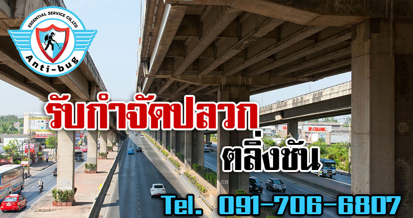 รับกำจัดปลวก